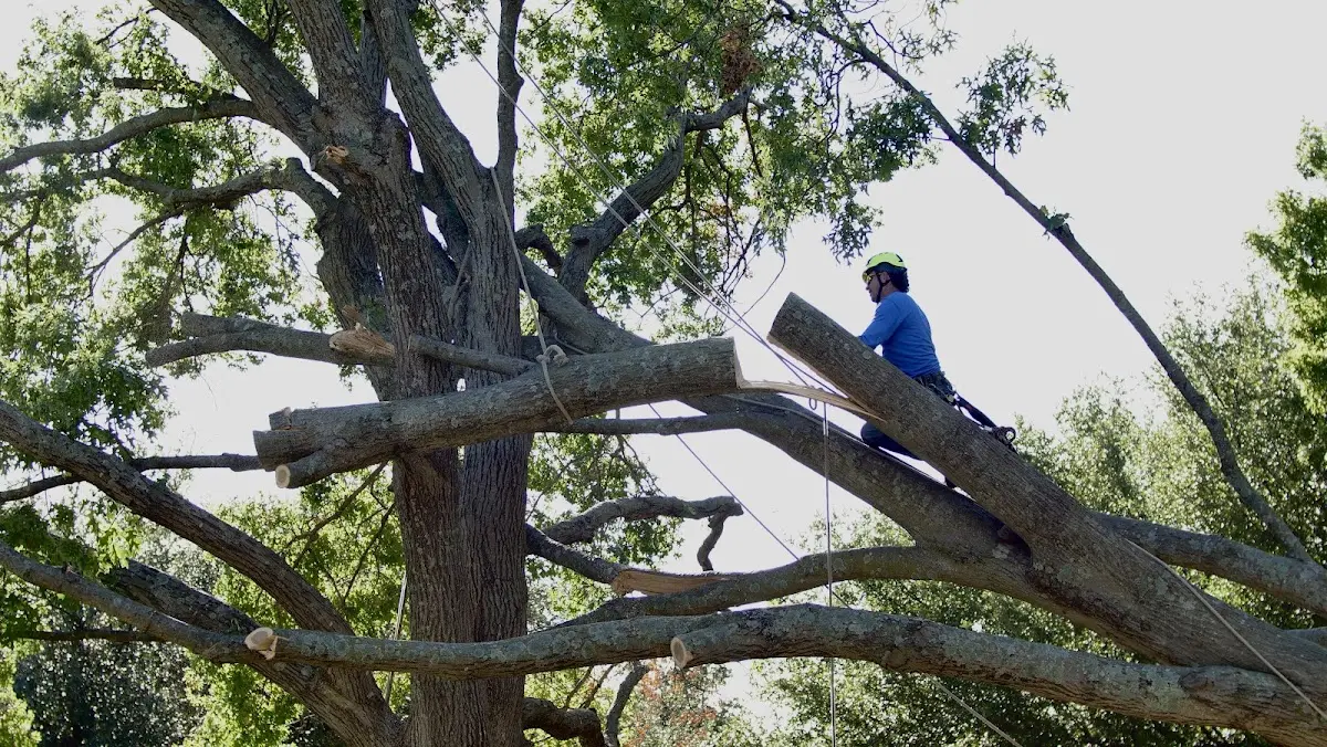 Professional Crown Thinning performed by certified arborists in Rosebush