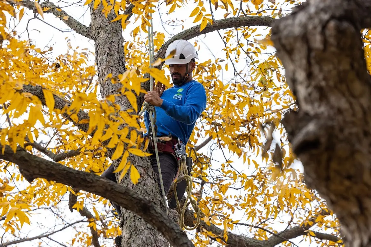 Skilled Tree Trimming crew working in Rosebush